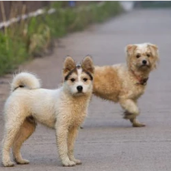 How To Help Dogs Get Along in Harmony?