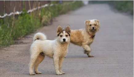 How To Help Dogs Get Along in Harmony?