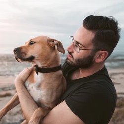 What is the Science Behind the Safe Quiescent Current of the Dog Training Collar?