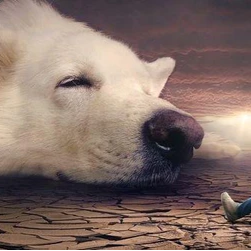 Dogs May Become Rebellious "teenagers" in Adolescence,how Can Owners Help the Dogs Get Through?