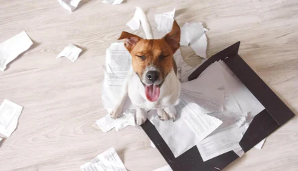 How to Correctly Understand Rebellious Behaviors of Dogs in Adolescence?