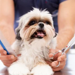 Can you use human hair clippers on dogs?