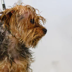 What are the Differences Between DOGCARE Clippers and Normal Clipper.