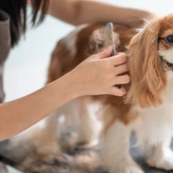 How to Relax Your Dog When Grooming
