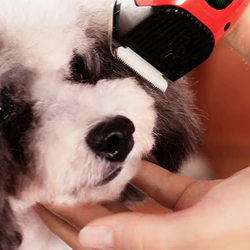 How To Properly Groom Your Dog!
